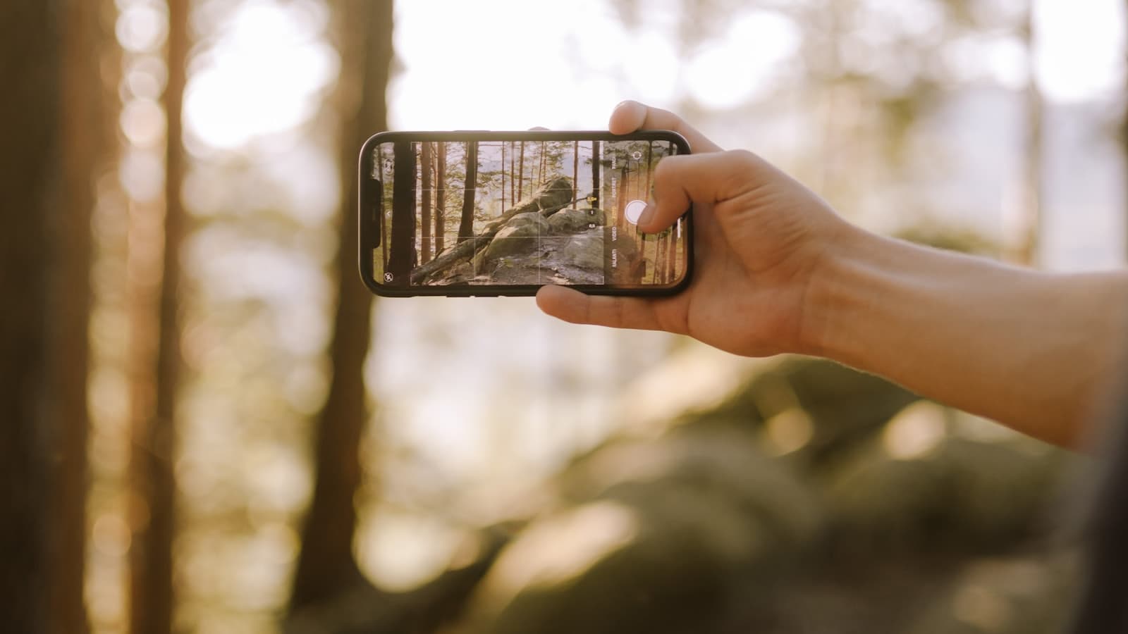 A hand holding a phone recording video of a forest